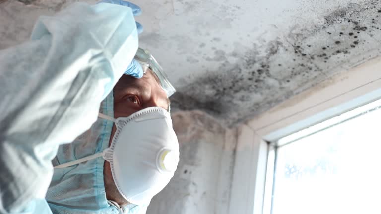 Why You Should Choose Our Mold Remediation Services in Bellmore, NY